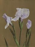 Iris Kaempferi, 1896-Kazumasa Ogawa-Giclee Print