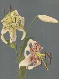 Lilies, 1897-Kazumasa Ogawa-Giclee Print