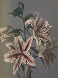 Lilies, 1897-Kazumasa Ogawa-Giclee Print