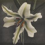 Lotus, 1896-Kazumasa Ogawa-Framed Premier Image Canvas