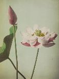 Tree Paeony, 1896-Kazumasa Ogawa-Giclee Print