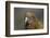 Kea, Mount Hutt, Canterbury, South Island, New Zealand-David Wall-Framed Photographic Print