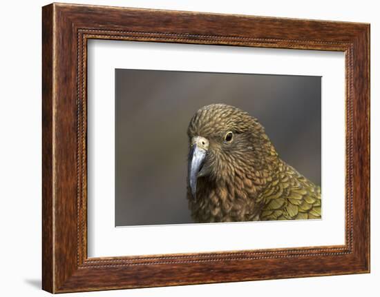 Kea, Mount Hutt, Canterbury, South Island, New Zealand-David Wall-Framed Photographic Print