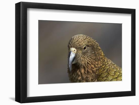 Kea, Mount Hutt, Canterbury, South Island, New Zealand-David Wall-Framed Photographic Print
