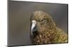 Kea, Mount Hutt, Canterbury, South Island, New Zealand-David Wall-Mounted Photographic Print