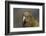 Kea, Mount Hutt, Canterbury, South Island, New Zealand-David Wall-Framed Photographic Print