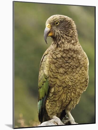 Kea (Nestor Notabilis), Arthur's Pass, Canterbury High Country, South Island, New Zealand, Pacific-Jochen Schlenker-Mounted Photographic Print