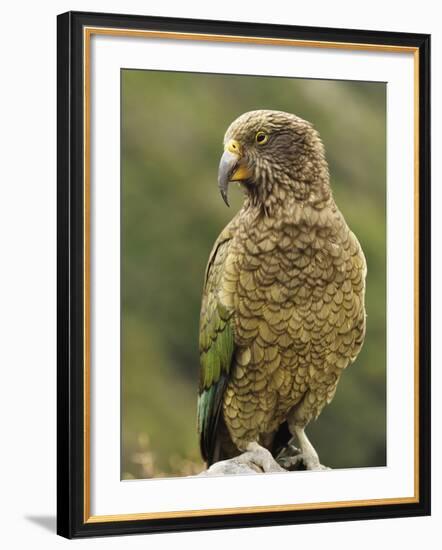 Kea (Nestor Notabilis), Arthur's Pass, Canterbury High Country, South Island, New Zealand, Pacific-Jochen Schlenker-Framed Photographic Print