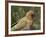 Kea, New Zealand Alpine Parrot, South Island, New Zealand-David Wall-Framed Photographic Print