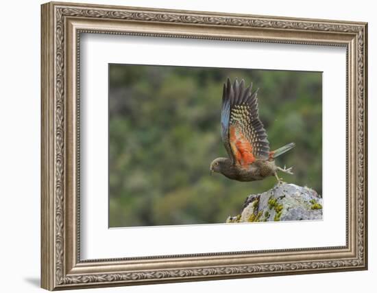 Kea taking flight off rock, New Zealand-Andy Trowbridge-Framed Photographic Print