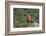 Kea taking flight off rock, New Zealand-Andy Trowbridge-Framed Photographic Print