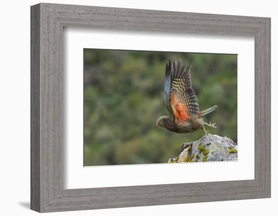 Kea taking flight off rock, New Zealand-Andy Trowbridge-Framed Photographic Print