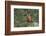 Kea taking flight off rock, New Zealand-Andy Trowbridge-Framed Photographic Print