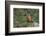 Kea taking flight off rock, New Zealand-Andy Trowbridge-Framed Photographic Print