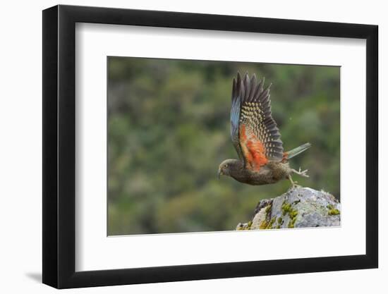 Kea taking flight off rock, New Zealand-Andy Trowbridge-Framed Photographic Print