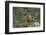 Kea taking flight off rock, New Zealand-Andy Trowbridge-Framed Photographic Print