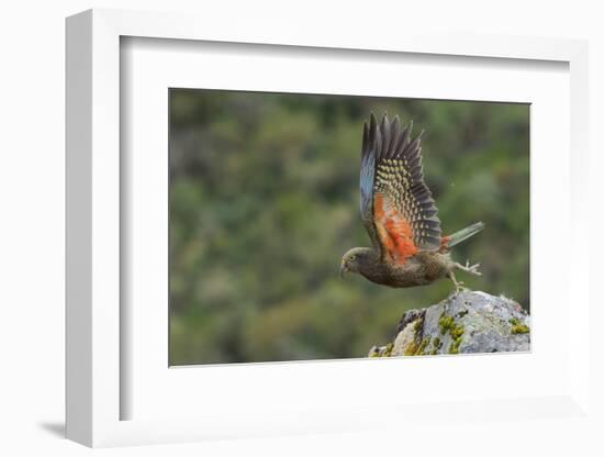 Kea taking flight off rock, New Zealand-Andy Trowbridge-Framed Photographic Print