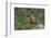 Kea taking flight off rock, New Zealand-Andy Trowbridge-Framed Photographic Print