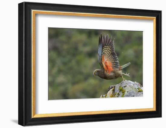 Kea taking flight off rock, New Zealand-Andy Trowbridge-Framed Photographic Print