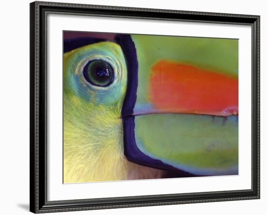 Keel Billed Toucan, Close-Up of Face, Costa Rica-Edwin Giesbers-Framed Photographic Print