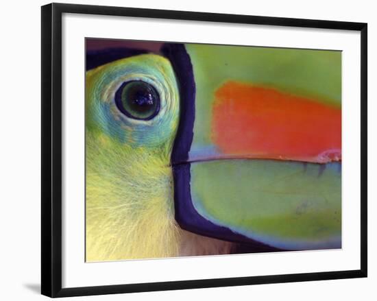 Keel Billed Toucan, Close-Up of Face, Costa Rica-Edwin Giesbers-Framed Photographic Print