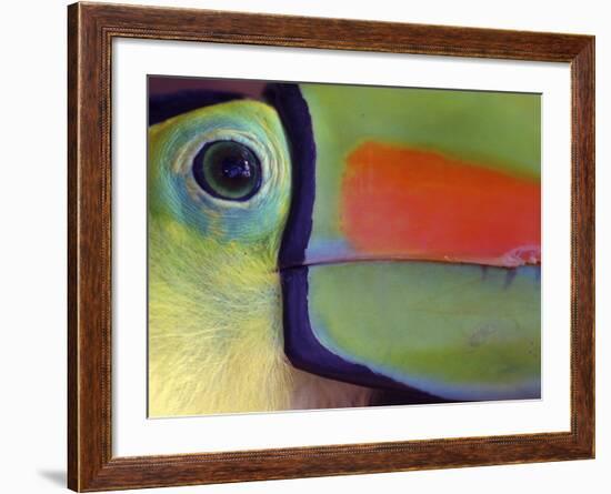 Keel Billed Toucan, Close-Up of Face, Costa Rica-Edwin Giesbers-Framed Photographic Print