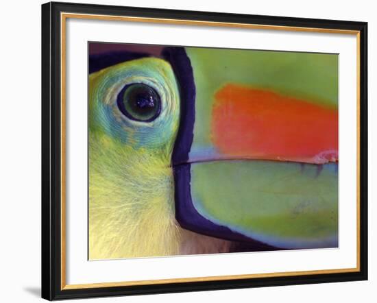 Keel Billed Toucan, Close-Up of Face, Costa Rica-Edwin Giesbers-Framed Photographic Print