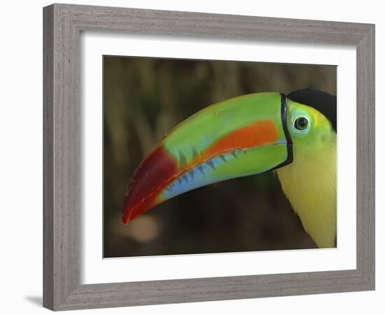 Keel Billed Toucan, Costa Rica-Edwin Giesbers-Framed Photographic Print