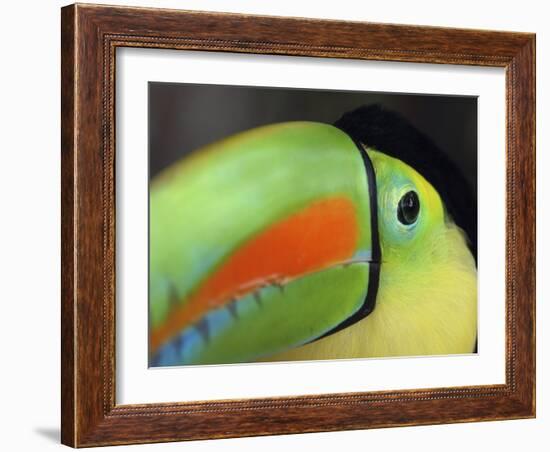 Keel Billed Toucan, Costa Rica-Edwin Giesbers-Framed Photographic Print