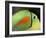 Keel Billed Toucan, Costa Rica-Edwin Giesbers-Framed Photographic Print