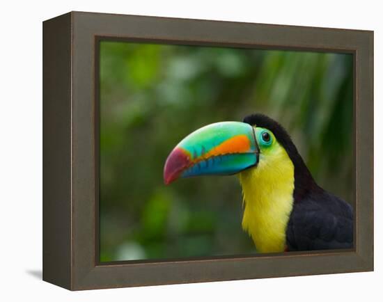 Keel-billed Toucan on Tree Branch, Panama-Keren Su-Framed Premier Image Canvas