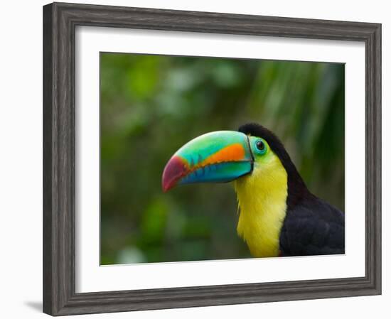 Keel-billed Toucan on Tree Branch, Panama-Keren Su-Framed Photographic Print