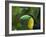 Keel-billed Toucan on Tree Branch, Panama-Keren Su-Framed Photographic Print