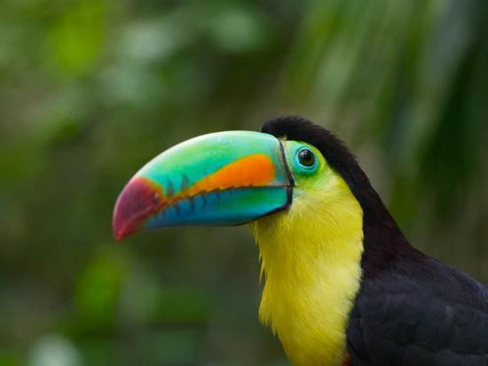 Keel-billed Toucan on Tree Branch, Panama-Keren Su-Framed Photographic Print