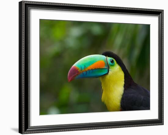 Keel-billed Toucan on Tree Branch, Panama-Keren Su-Framed Photographic Print