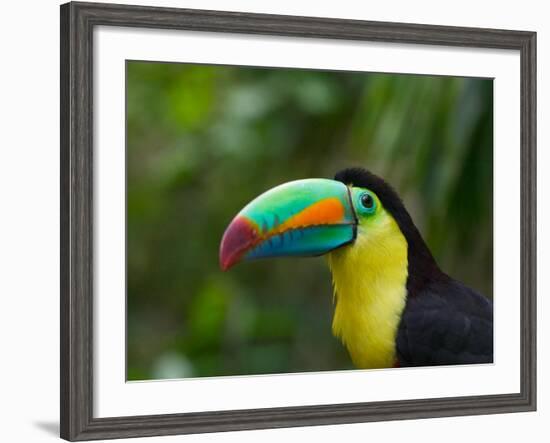 Keel-billed Toucan on Tree Branch, Panama-Keren Su-Framed Photographic Print