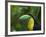 Keel-billed Toucan on Tree Branch, Panama-Keren Su-Framed Photographic Print