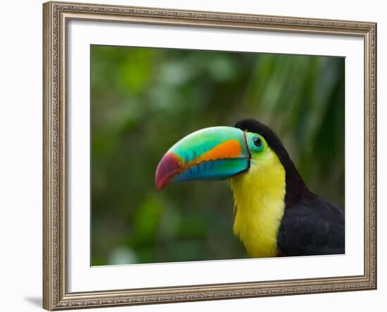 Keel-billed Toucan on Tree Branch, Panama-Keren Su-Framed Photographic Print