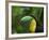 Keel-billed Toucan on Tree Branch, Panama-Keren Su-Framed Photographic Print