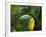 Keel-billed Toucan on Tree Branch, Panama-Keren Su-Framed Photographic Print