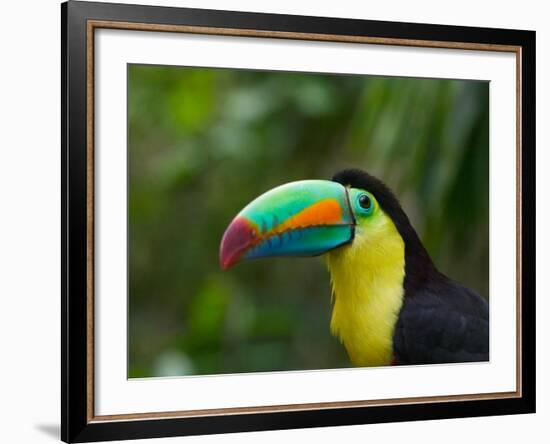 Keel-billed Toucan on Tree Branch, Panama-Keren Su-Framed Photographic Print