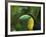 Keel-billed Toucan on Tree Branch, Panama-Keren Su-Framed Photographic Print