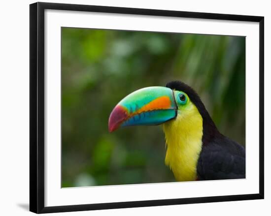 Keel-billed Toucan on Tree Branch, Panama-Keren Su-Framed Photographic Print