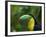 Keel-billed Toucan on Tree Branch, Panama-Keren Su-Framed Photographic Print