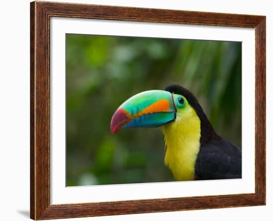 Keel-billed Toucan on Tree Branch, Panama-Keren Su-Framed Photographic Print