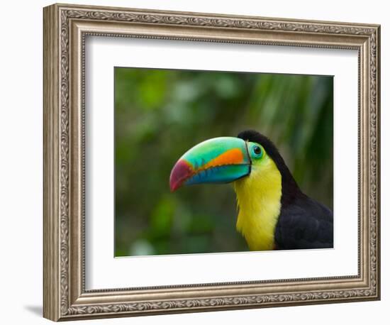 Keel-billed Toucan on Tree Branch, Panama-Keren Su-Framed Photographic Print