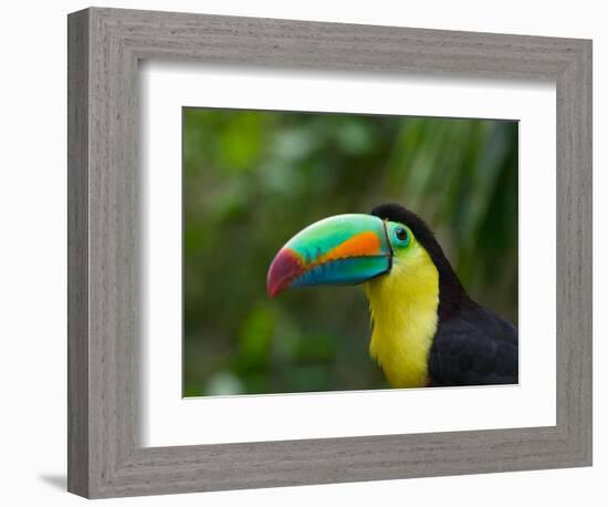 Keel-billed Toucan on Tree Branch, Panama-Keren Su-Framed Photographic Print