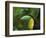 Keel-billed Toucan on Tree Branch, Panama-Keren Su-Framed Photographic Print