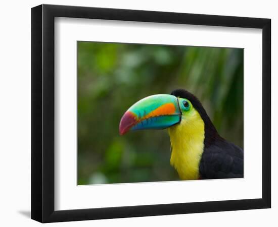 Keel-billed Toucan on Tree Branch, Panama-Keren Su-Framed Photographic Print