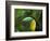 Keel-billed Toucan on Tree Branch, Panama-Keren Su-Framed Photographic Print